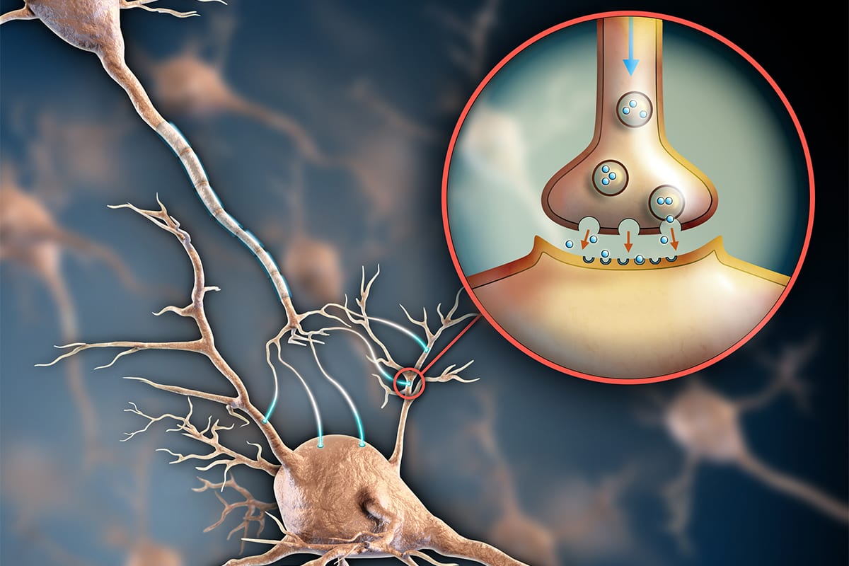 Increases-Serotonin-Production